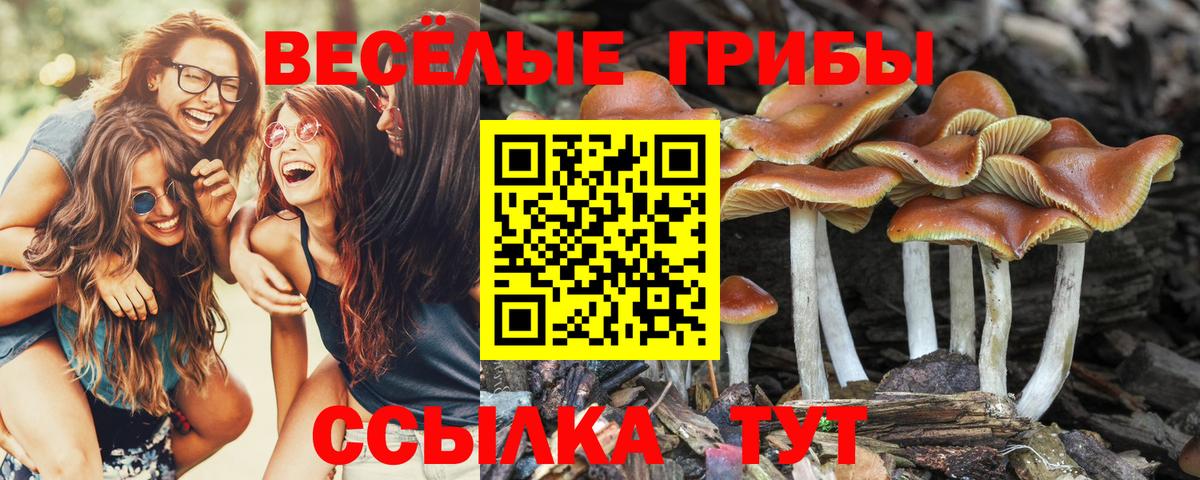 Семёнов  Галлюциногенные грибы Cubensis  Псилоцибиновые грибы ЛСД  Вход с VPN 
